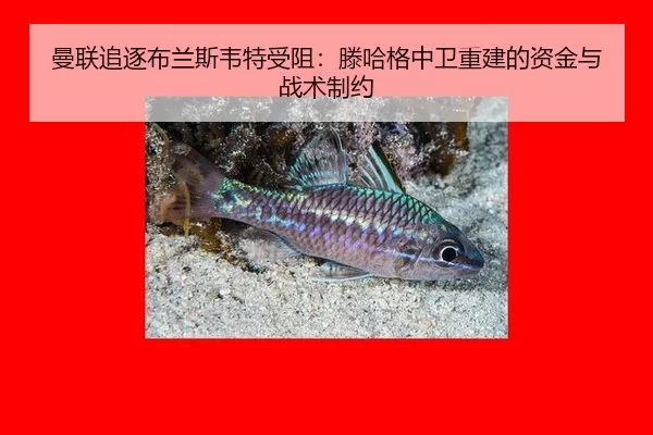 曼联追逐布兰斯韦特受阻：滕哈格中卫重建的资金与战术制约