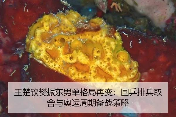 wang-chu-qin-fan-zhen-dong-nan-dan-ge-ju-zai-bian-guo-ping-pai-bing-qu-she-yu-ao-yun-zhou-qi-bei-zhan-ce-lve-2-815.jpg
